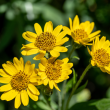 Bergarnika 'Arnica montana'
