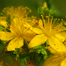 Echtes Johanniskraut 'Hypericum perforatum'