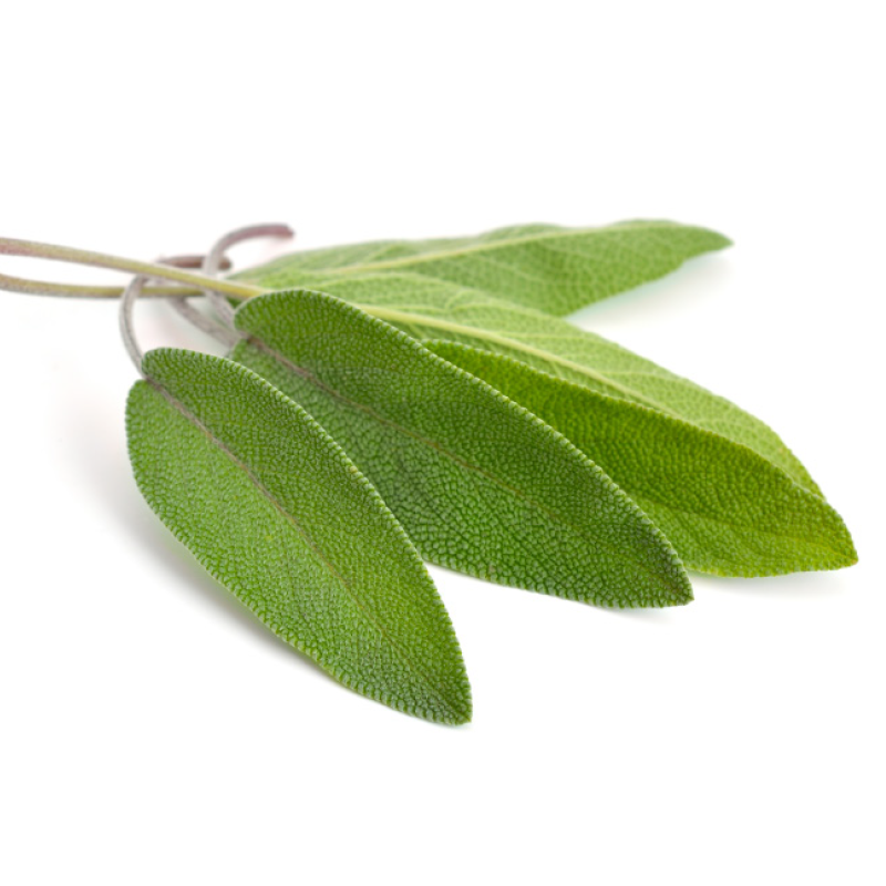 Muskateller Salbei 'Salvia sclarea'