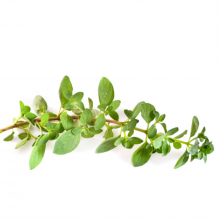 Pizza-Oregano 'Origanum vulgare'