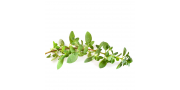 Pizza-Oregano 'Origanum vulgare'