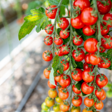 Cocktailtomate  'Sweet Million'