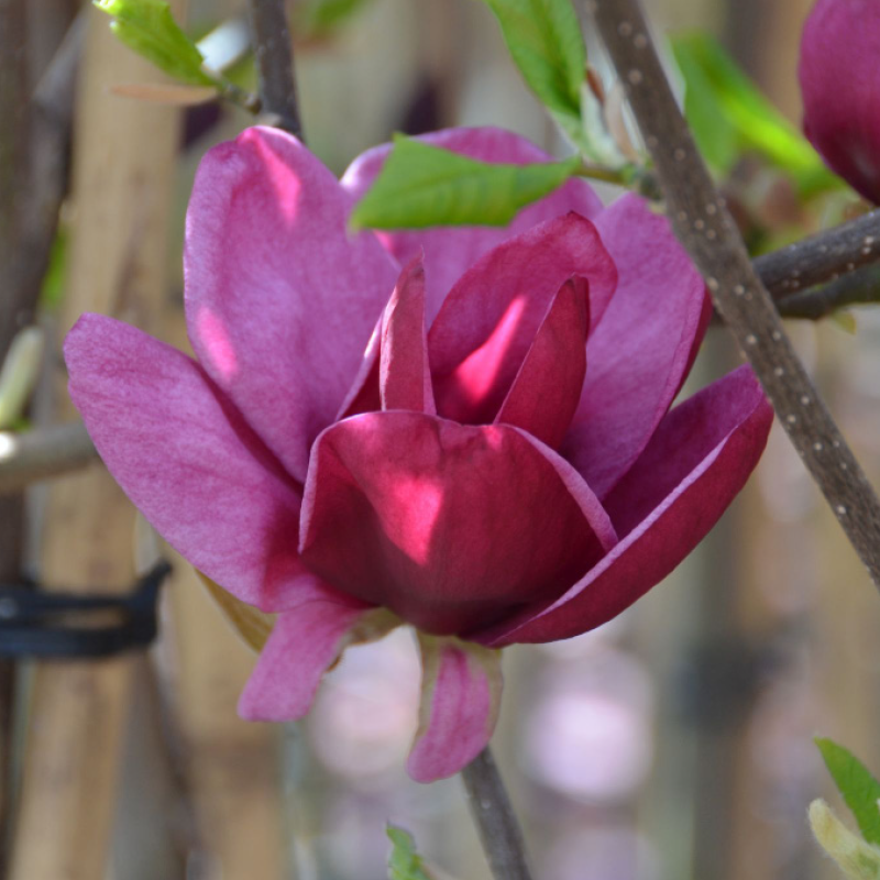 Großblumige Magnolie