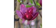 Großblumige Magnolie