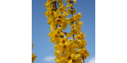 Forsythie