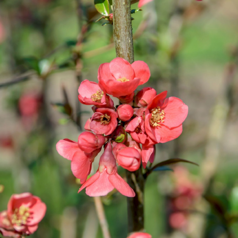 Niedrige Scheinquitte,