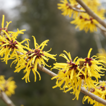 Zaubernuss in Sorten