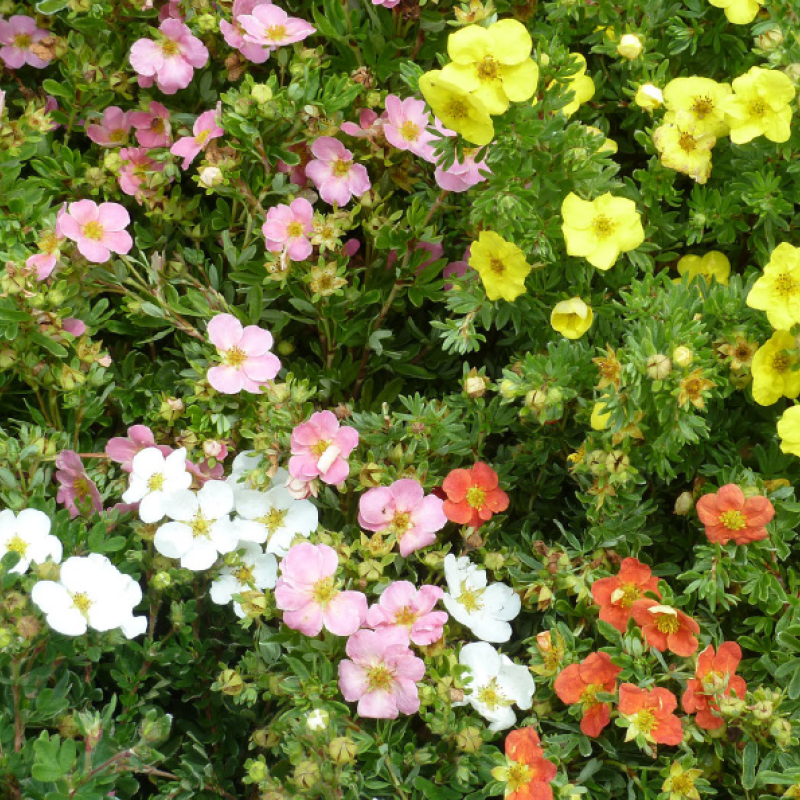 Fünffingerstrauch, Fingerstrauch