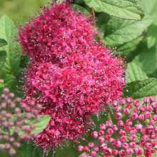 Japanischer Spierstrauch