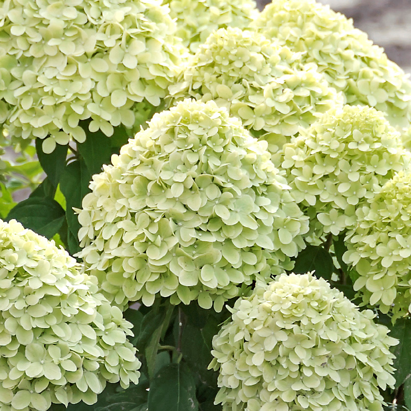 Zwergrispenhortensie