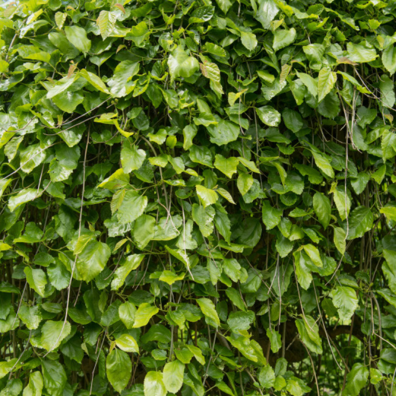 Hängemaulbeere-Stämmchen