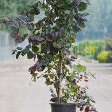 Rote  Korkenzieherhasel