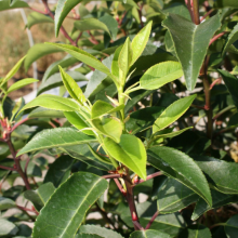 Portugiesischer Kirschlorbeer