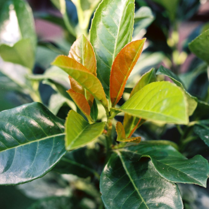 Kirschlorbeer, Prunus laurocerasus 'Etna'
