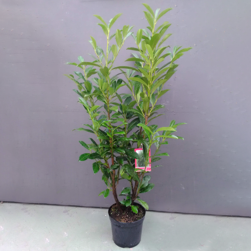 Kirschlorbeer, Prunus laurocerasus 'Caucasica'