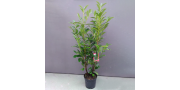Kirschlorbeer, Prunus laurocerasus 'Caucasica'