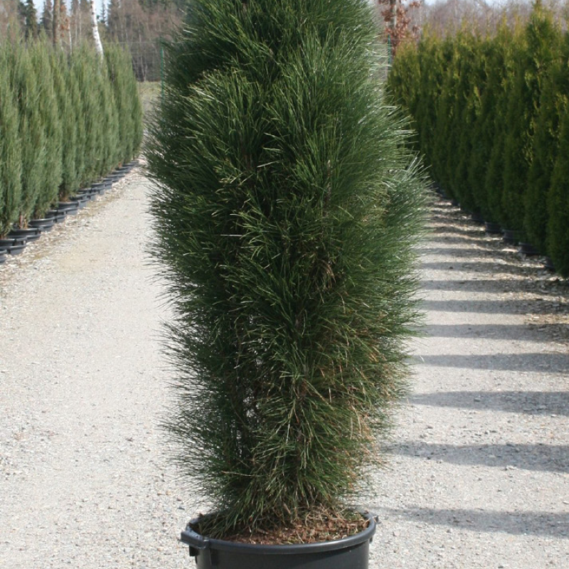 Säulen-Schwarzkiefer