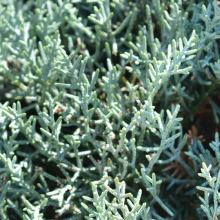 Blaue Arizona-Zypresse