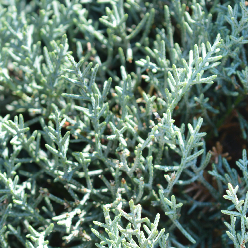 Blaue Arizona-Zypresse