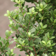 Buchsblättriger Ilex