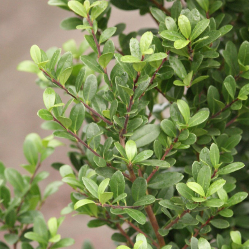 Buchsblättriger Ilex