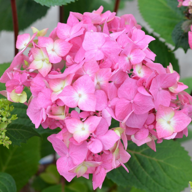 Endless Summer-Hortensie®