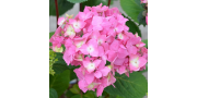 Endless Summer-Hortensie®