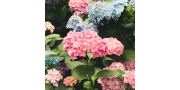 Gartenhortensie 'Magical'