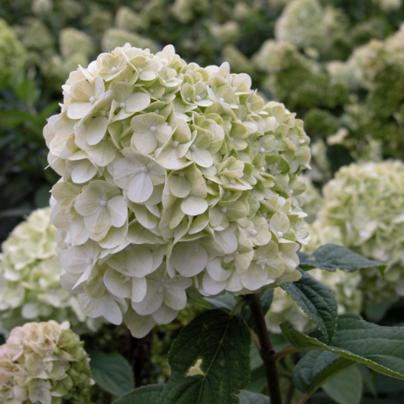 Rispenhortensie 'Limelight'