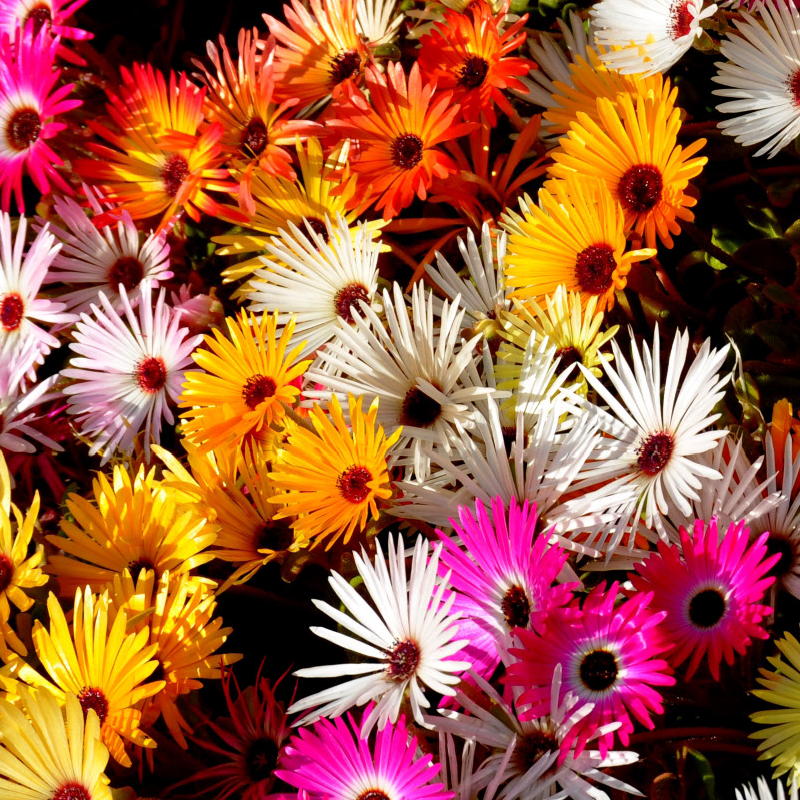 Eiskraut / Mittagsblume