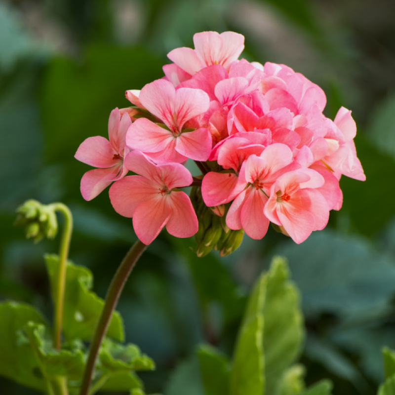 Stehende Pelargonien, Geranien