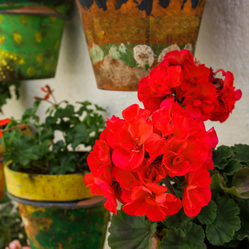Halbhängende Pelargonien, Geranien