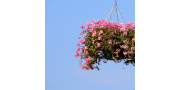 Hänge Geranien, Pelargonien