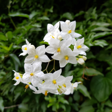 Sommerjasmin