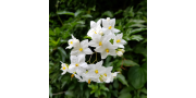 Sommerjasmin