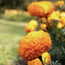 Tagetes