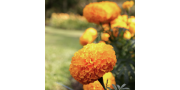 Tagetes