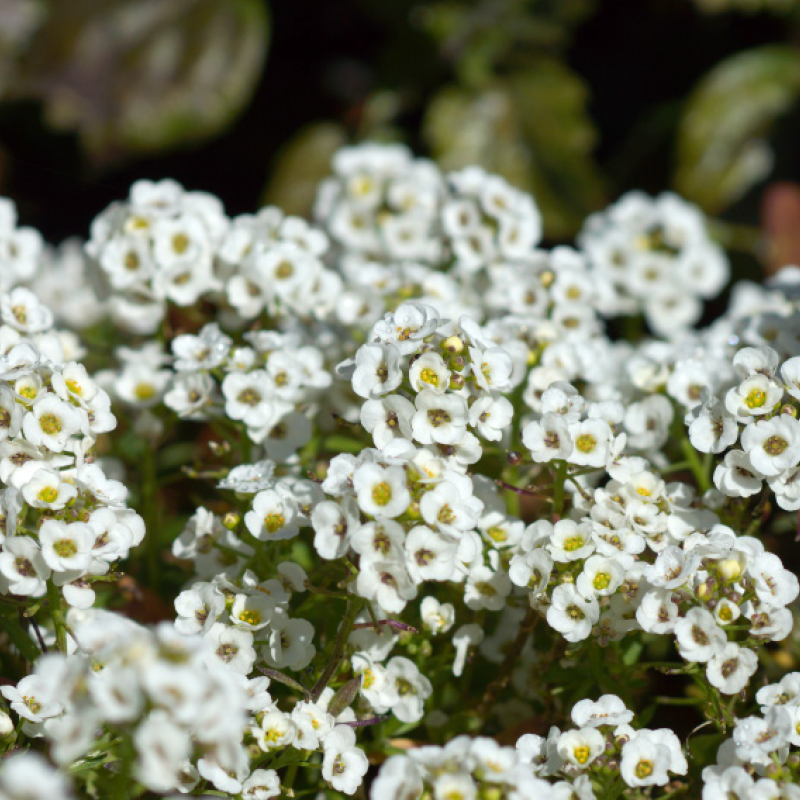 Balkon-Alyssum, Schneeprinzessin