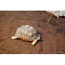 Schildkroetensubstrat Floragard