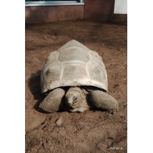 Schildkroetensubstrat Floragard