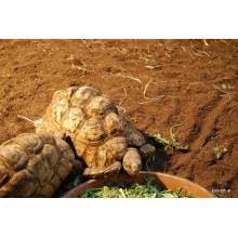 Schildkroetensubstrat Floragard